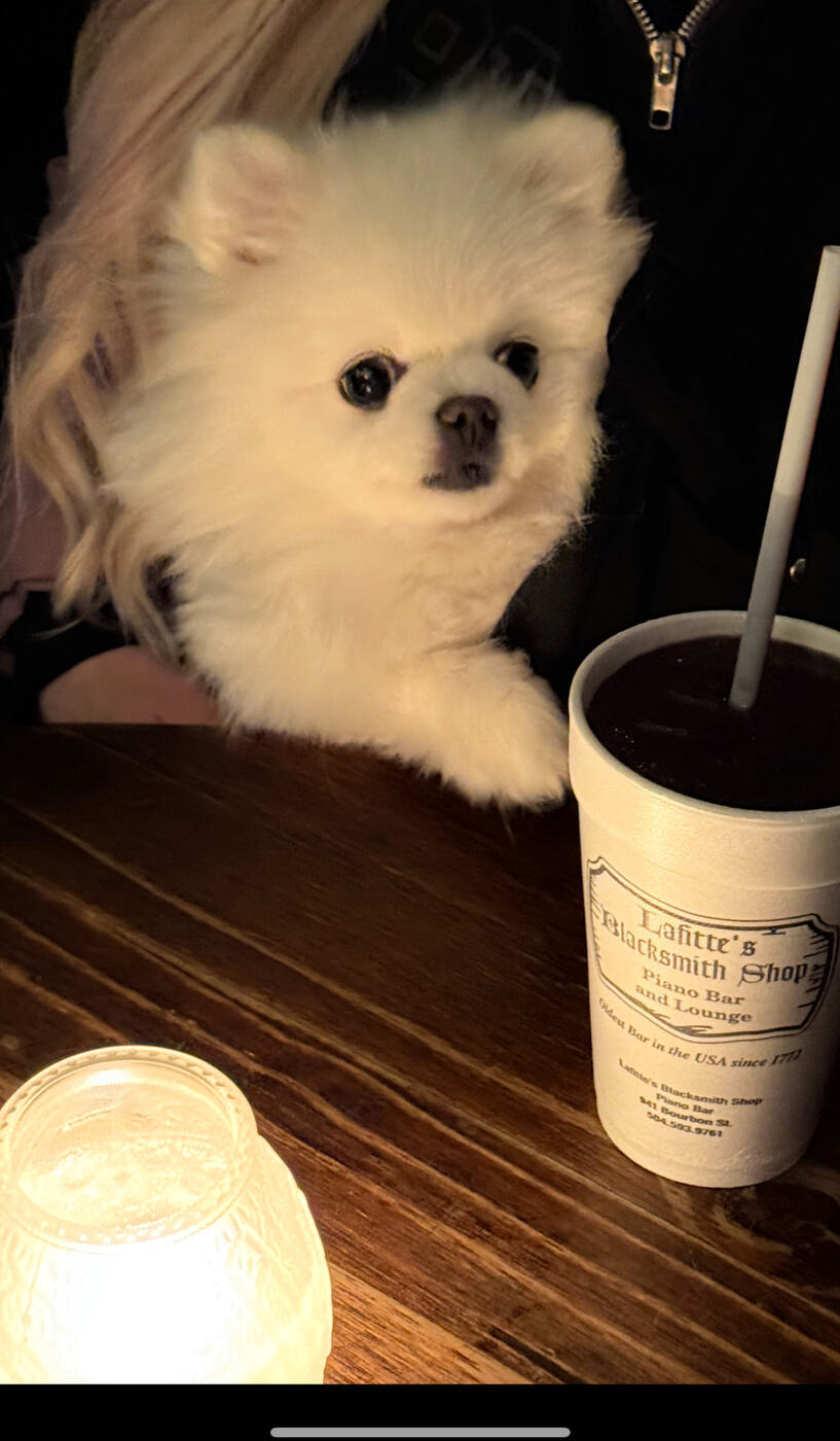 A purple daiquiri in a French Quarter bar cup beside a little white dog